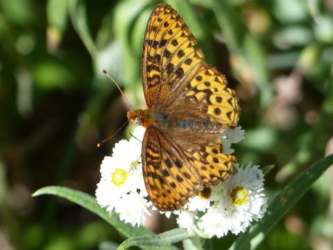 A Fritillary Butterfly sits on a the flower of Pearly Everlasting with its wings spread