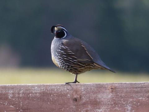 A male California Quail is pictured perched on a fence in the Dungeness