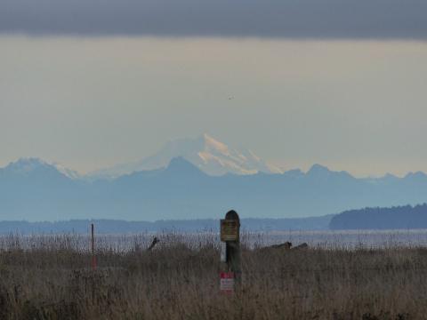 View of the white-capped Cascade Mountains from one of the birding sites in Sequim/Dungeness