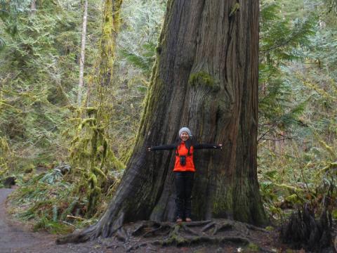 A participant stands in front of a Giant Western Red Cedar Tree