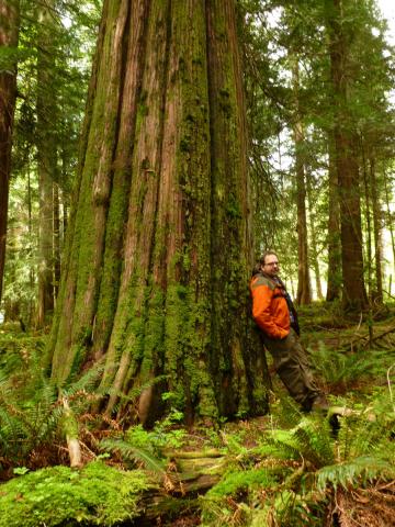 A tour participant stands next to a giant Western Red Cedar tree