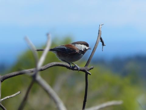 A Chestnut-backed Chickadee is pictured which shows a chestnut back and sides but otherwise similar and in overlapping range as a black-capped