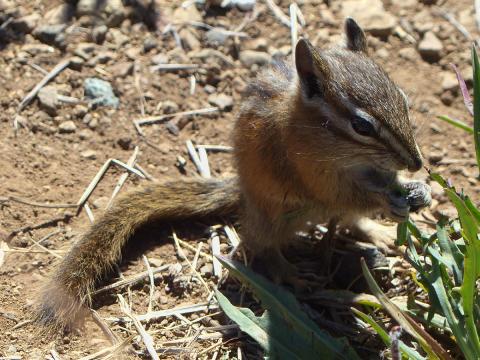 An Olympic Chipmunk stops briefly to eat a flower or seeds at Hurricane Ridge