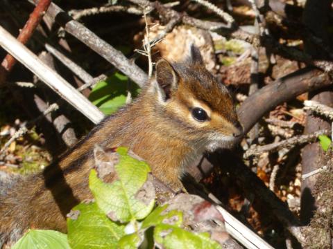 A Townsend's Chipmunk is pictured on the forest floor