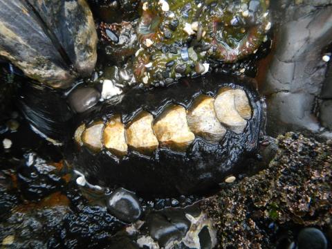 A Black Katy Chiton which is black and white mollusc is shown at low tide nestled inbetween other intertidal animals