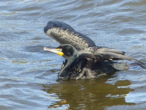  A Double-crested Cormorant starts running on the water flapping its wings in order to gain lift for flight off water
