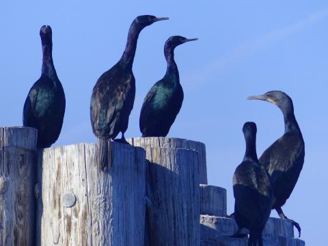 Four smaller Pelagic Cormorants and one larger Brandt's Cormorant stand on Pilings in the Port Angeles harbor