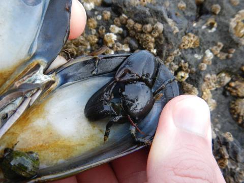 A person is holding a bivalve and a Flat Porcelain Crab sits in the shell