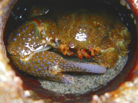 Closeup of a granular claw crab is in a hole and has beautiful purple coloration on the large claw