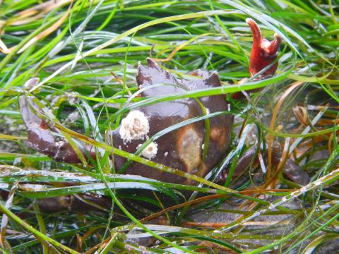 The kelp crab pictured would have a smooth reddish brown carapace except for the barnacles growing on it as it sits in defensive posture with claws raised in surf grass