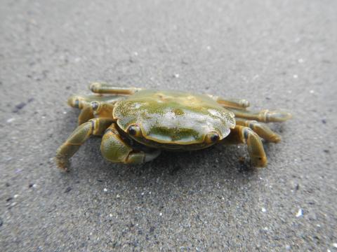 Close-up of a Purple Shore Crab in the Green Phase on the beach at eye level