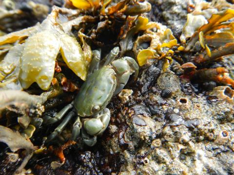 A Purple Shore Crab in the Green Phase is backed up against some Fucus sp. seaweed