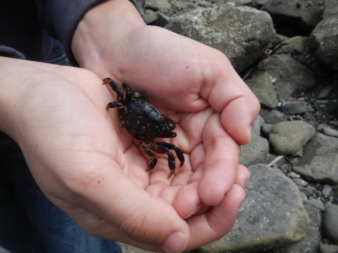 A person cups a Purple Shore Crab which is a common tidepool crab species and has a square-shaped carapce