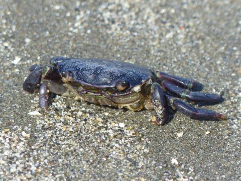  A shore crab is shown facing the camer in the sand