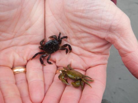 Two purple shore crabs are in cupped hands, one is purple and the other is the same species but in the green phase