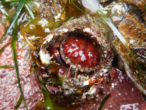 A Pygmy Rock Crab hides in an empty Giant Acorn Barnacle hole and surrounded by seaweed