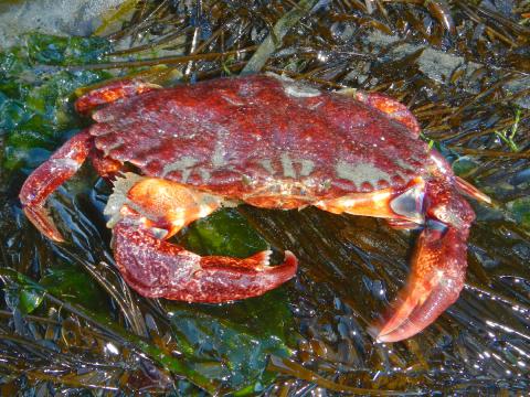 A large red rock crab sits on seaweed and is one of the larger species of crab on the Olympic Peninsula