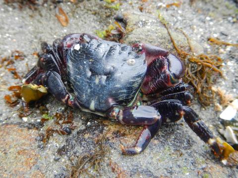Close-up of a striped shore crab so you can see the subtle stripes on the carapace and boxy shape 