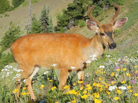 A male Columbian Black-tailed Deer with antlers is shown during the summer near the trail eating vegetation at Hurricane Ridge 
