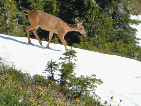 A Columbian Black-tailed Deer walks on top of a snowdrift at Hurricane Ridge in Olympic National Park