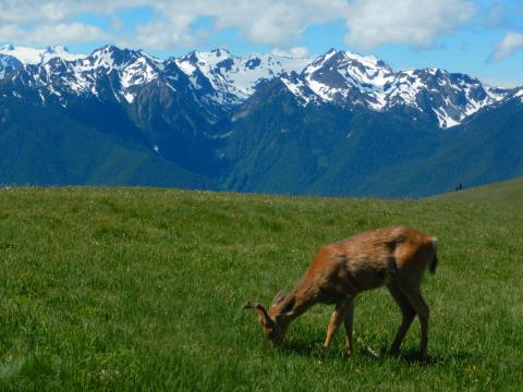 A Columbian Black-tailed Deer browses in a lush patch of green plants at Hurricane Ridge with the Olympic Mountains in the background