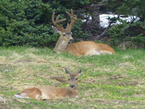 A male Black-tailed Deer with large antlers rests on the ground next to a female