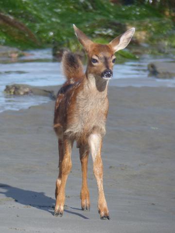 A Columbian Black-tailed Deer fawn stands on a Pacific Beach at low tide