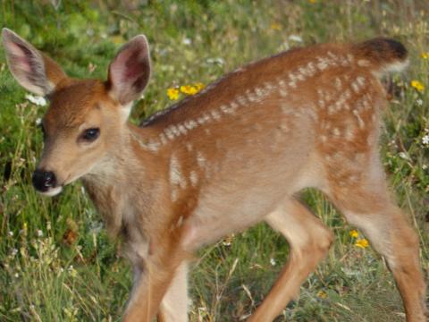 Close up of a dotted Black-tailed Deer fawn in a meadow with flowers in the background