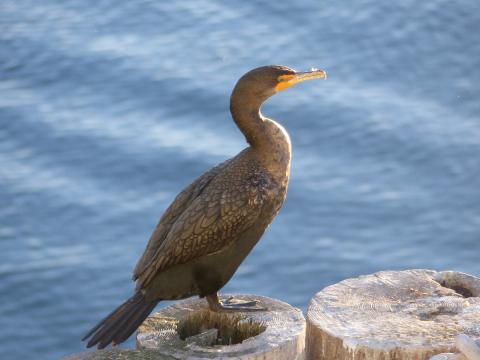 A double Crested Cormorant stands on a piling showing yellow around the beak