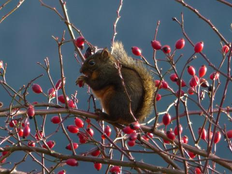 A Douglas Squirrel sits on a branch eating red Dogwood fruit