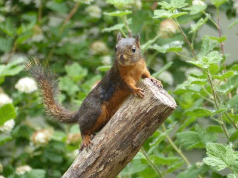 An adorable Douglas Squirrel is posed on top of a branch at Railroad Bridge Park