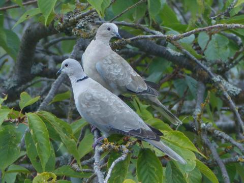 A pair of Eurasian Collared-Dove are shown with their black collar in Port Angeles