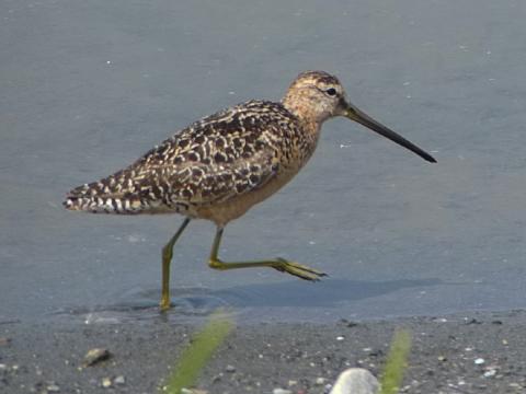 Short-billed Dowitcher shows a flatter back than long-billed and is shown here during low tide in the Dungeness