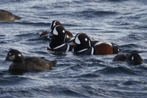 A small group of male and female harlequin ducks swimming around intertidal rocks on the Olympic Peninsula