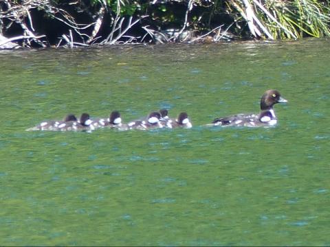  A line of Barrow's Goldeneye include an adult female and ducklings on an alpine lake in Olympic National Park