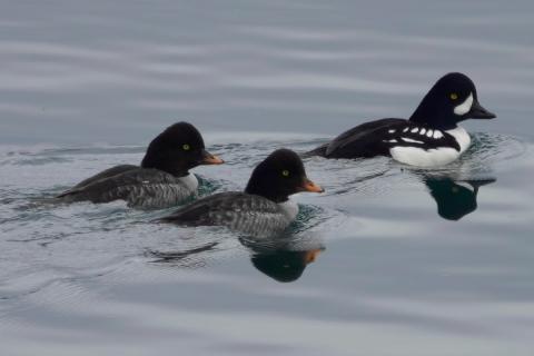 Barrow's Goldeneye males have a white crescent on their face and a row of white contrasting bars unlike the females that have a plain brown head and gray backs 