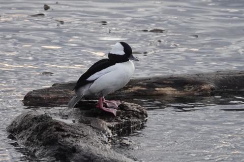 Male black and white Bufflehead is standing on a floating log in the water