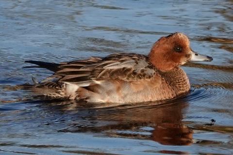 An eclipse male Eurasian Wigeon is swimming with chocolate brown head and gray blotchy back and side 