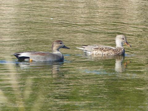 A pair of gadwalls in fall plumage are swimming and the male has a black tail end and beautiful pink feathers that overlay his gray back
