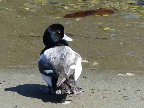 A male Greater Scaup is is shown on sand next to water with its gray back facing us, dark head and yellow eye