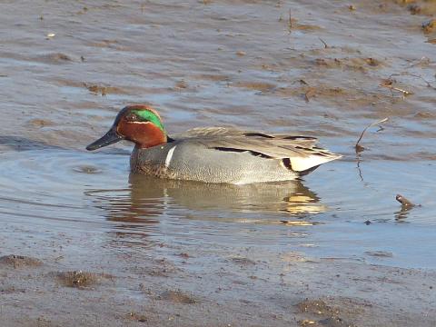 A male green-winged teal is shown on a mudflat at low tide showing green and reddish brown head and white stripe on side of body