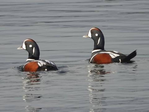 Two male harlequin ducks whoing their red sides and head stripe, white markings on the head and body, and r
