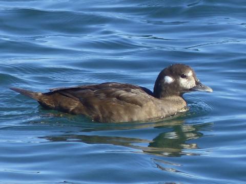 Harlequin Duck female is brown with white markings on the face shown swimming 
