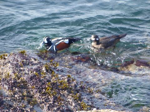 A pair of harlequin ducks, the males are colorful red while blck and blue and the females are brown, are swimming next to intertidal rocks