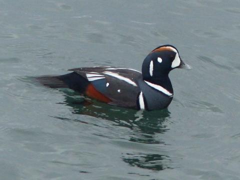 Side view of a male harlequin duck in good light that shows the blue color in the plumage as well as the red sides and head and white and black markings