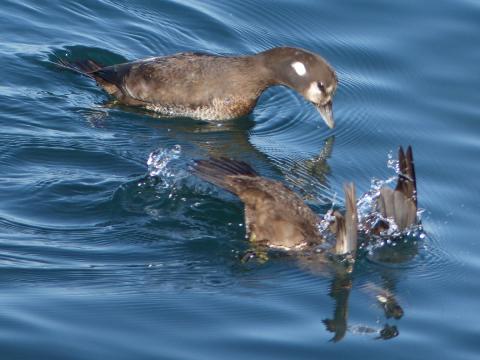 Two female-looking harlequin ducks dive underwater
