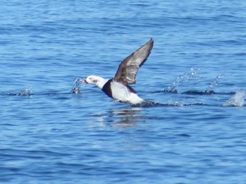 A male Long-tailed Duck, a mostly white non-breeding duck with a black chest and ring around the body, takes off from the water 