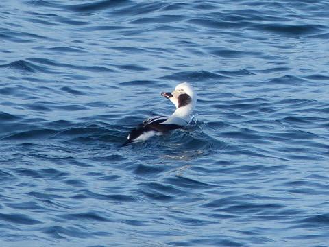 A non-breeding male Long-tailed Duck is mostly white with black and gray and turns darker when in breeding plumage
