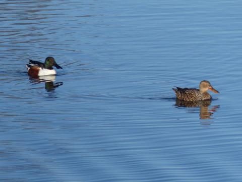 A colorful male and drab female Northern Shoveler Pair are shown swimming together on the Olympic Peninsula