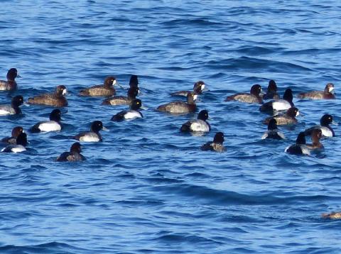 A raft of Greater Scaup with a possible Lesser Scaup mixed in